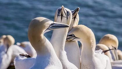 开云体育在线-魔幻昨夜！掘金铁蹄踏碎国足草坪裁判哨声引爆世纪争议