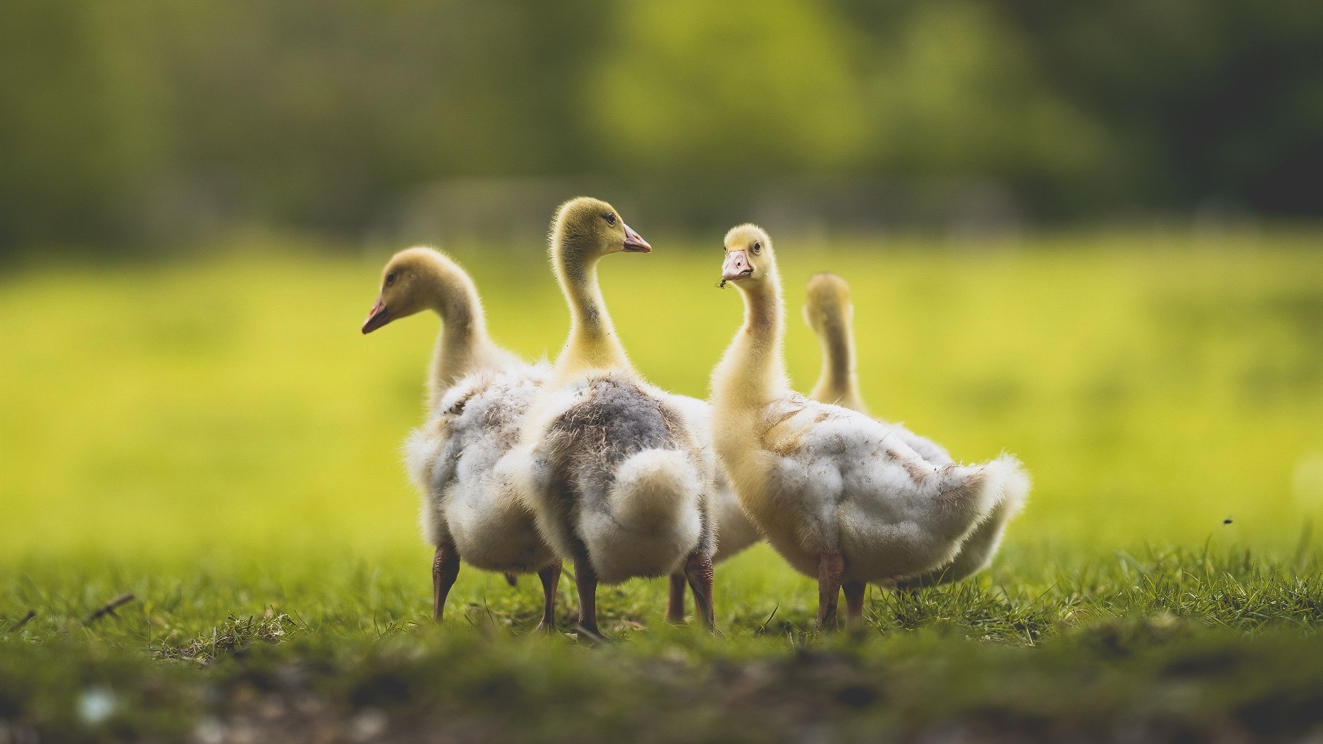 英超争冠与篮球跨界对决，从新疆压制篮网看体育竞技的全面博弈